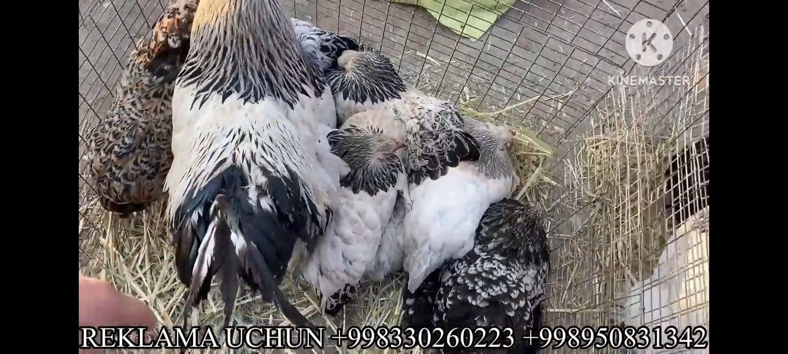 Zoddor tovuqlar kelishilgan arzon narxlarda