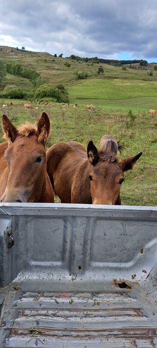 Manji armasari fratii !!