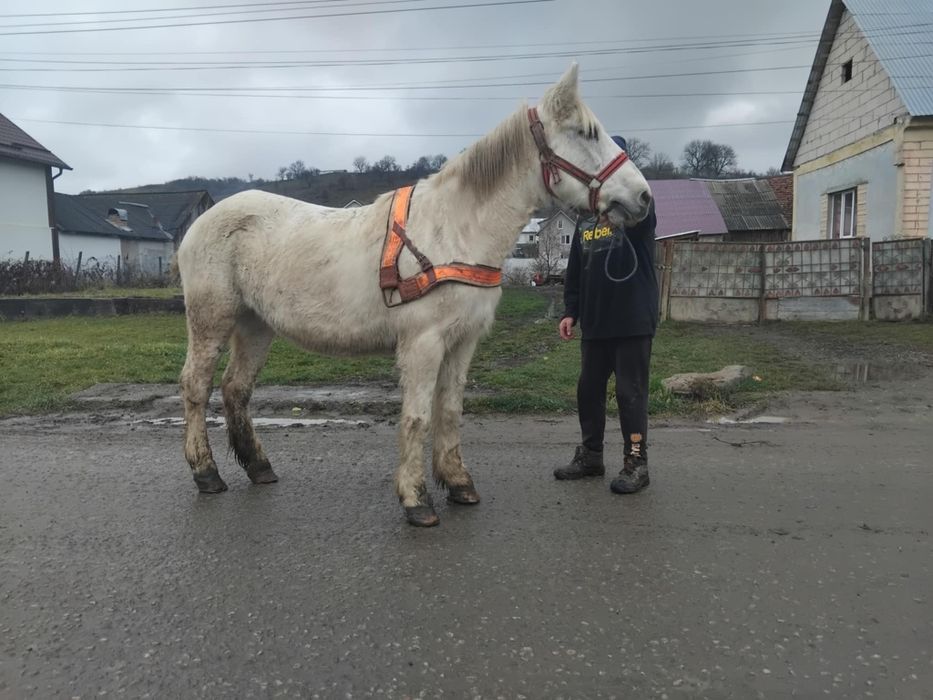 vând iapa de 7 ani blândă cuminte