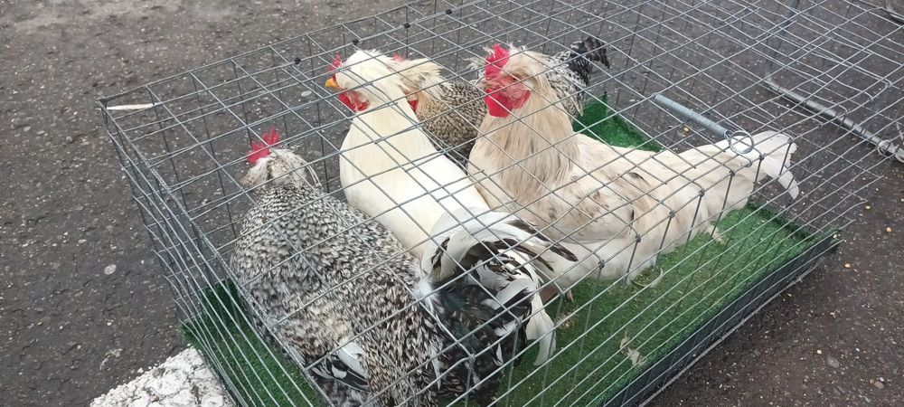 De vânzare Găini Moțate