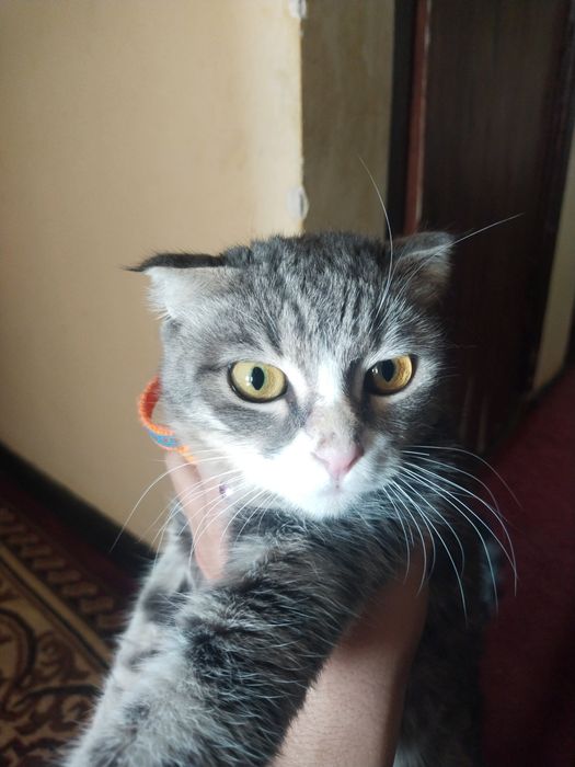 Mushuklar sotiladi oladiganlar uchun xamyonbob narxda