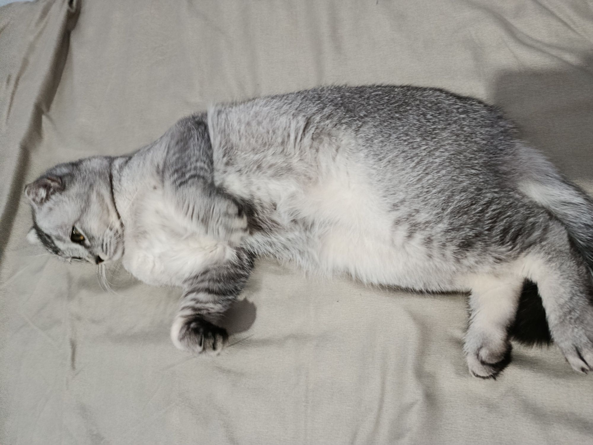 Скотиш фолд здоровый