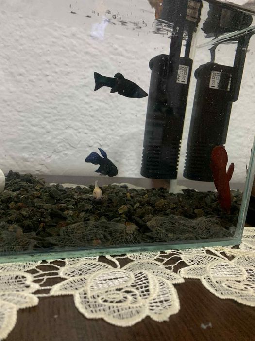 Vând pești motiv vreau să-mi iau alți