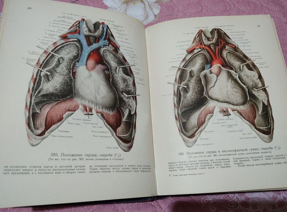 Атлас анатомии человека. Синельников
