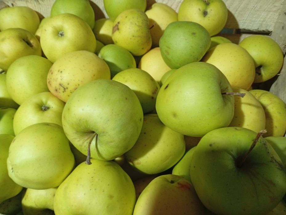 Vând mere diferite soiuri