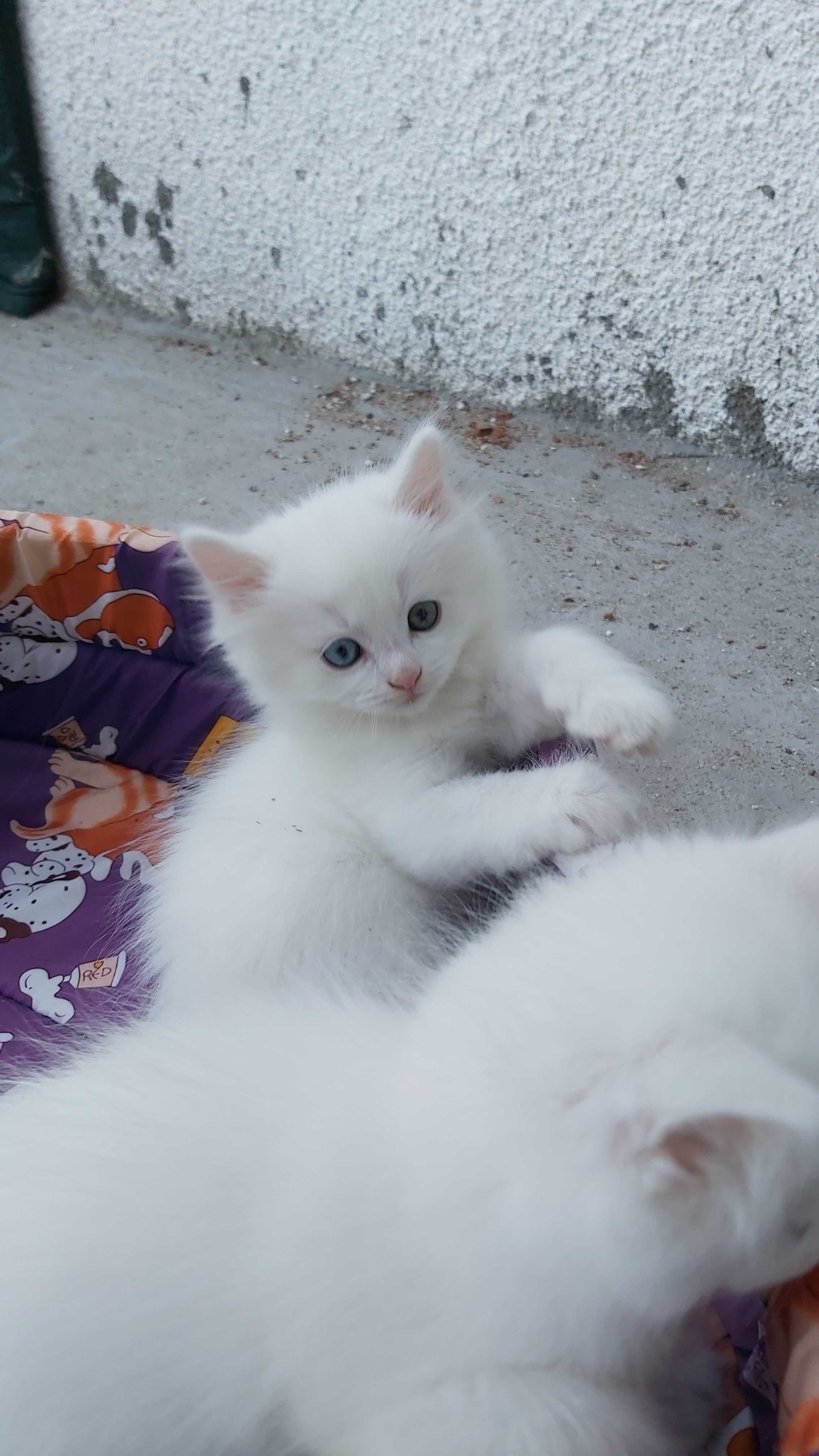 Ангорска котка...