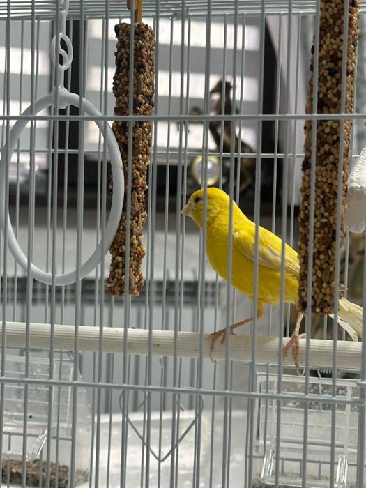 Срочно Канарейки