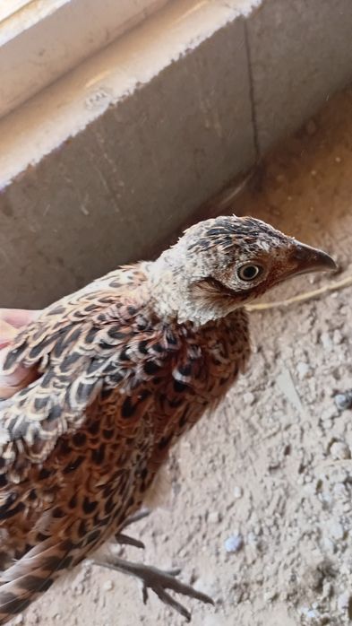 Кавказ макиони сатилади