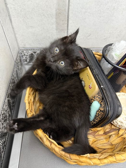 Котенок (бесплатно)