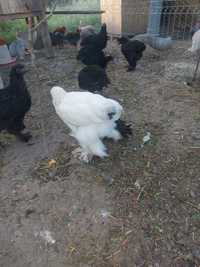 Pui  australorp, sussex, brahma