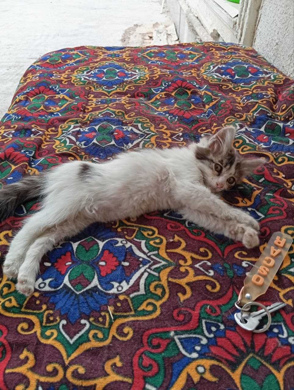 бесплатно отдам котёнка