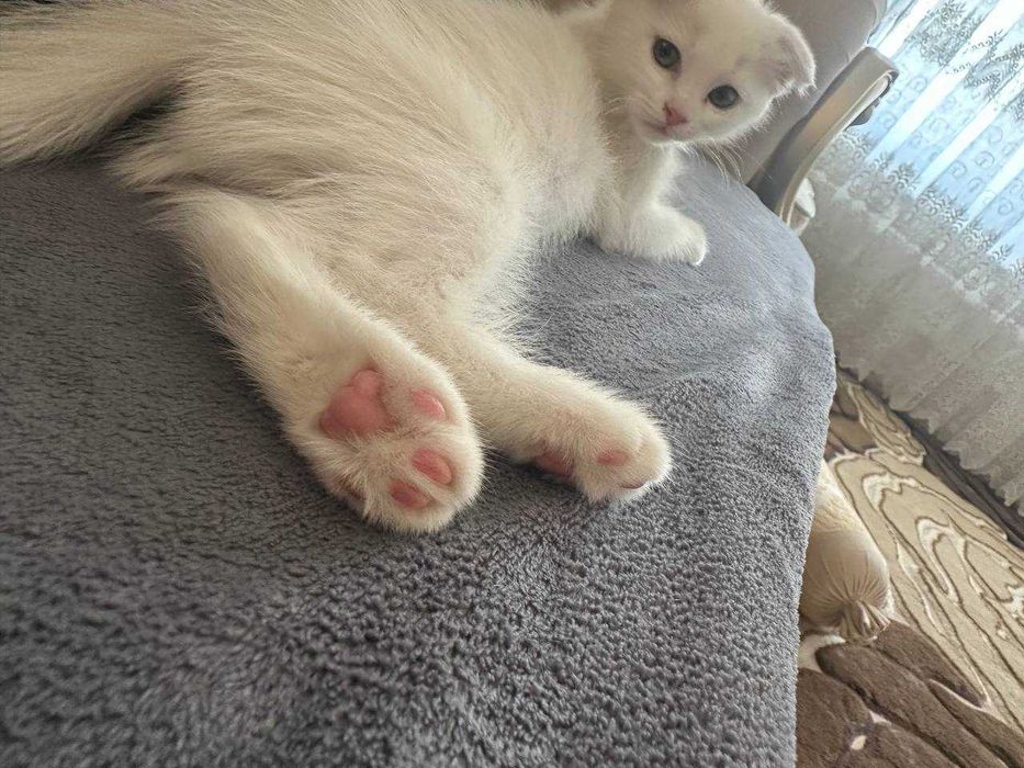 Скоттиш фолд сотилади. 6 ойлик киз бола.