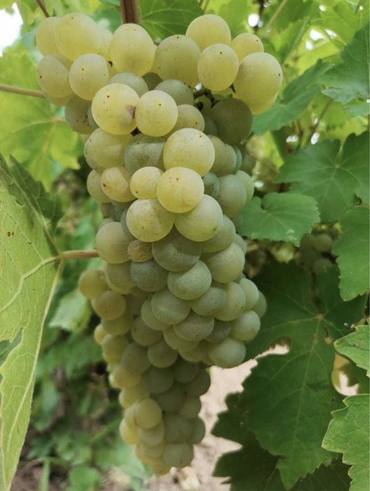 Vânb struguri de vin productie 2025