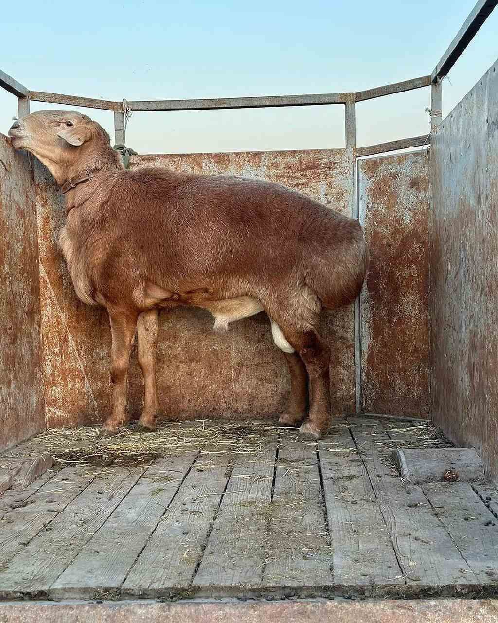 Exsonga qo'ylar bor