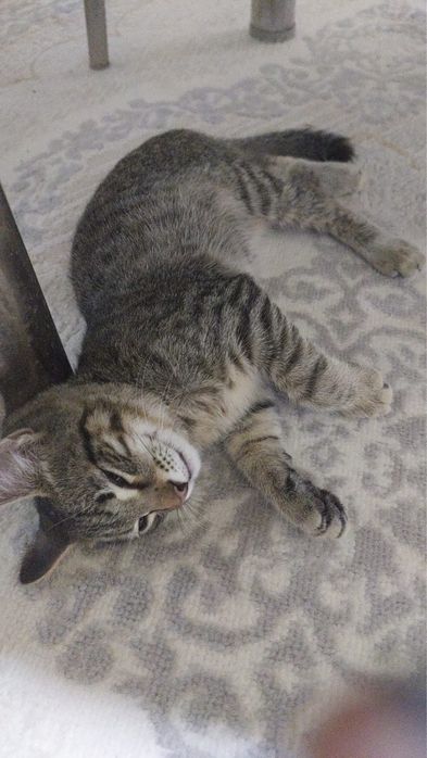 Отдам в хорошие руки кошку