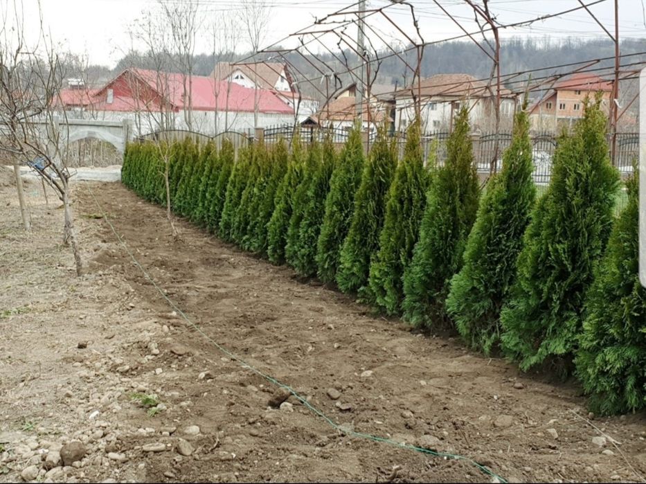 Plante ornamentale