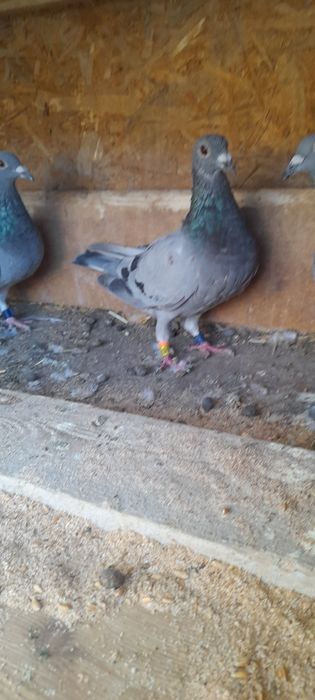 Vând porumbei voiajori