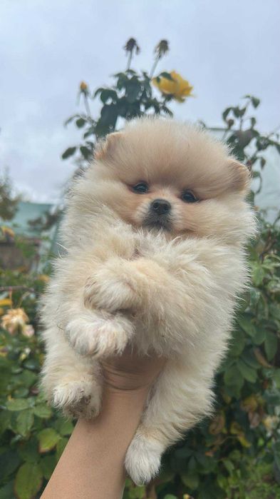 Померан померанчета