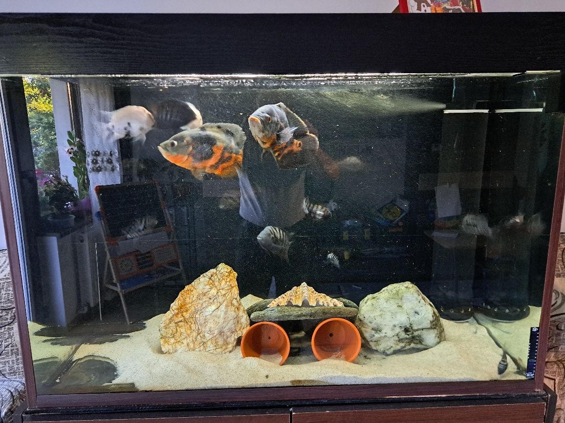 Acvariu ciclide 400L