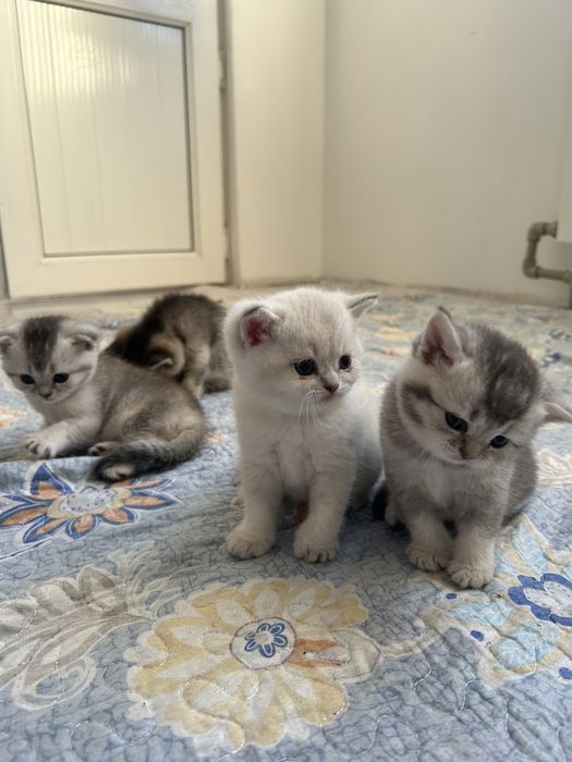 котята шиншилла