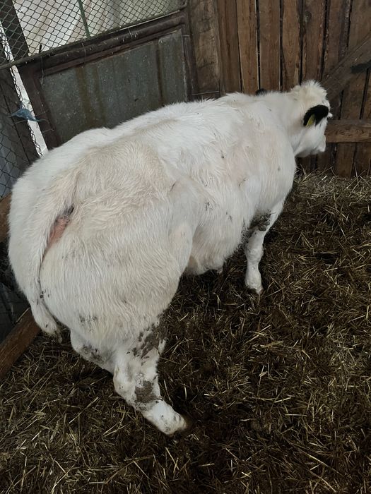 Vand vitea belga 75%