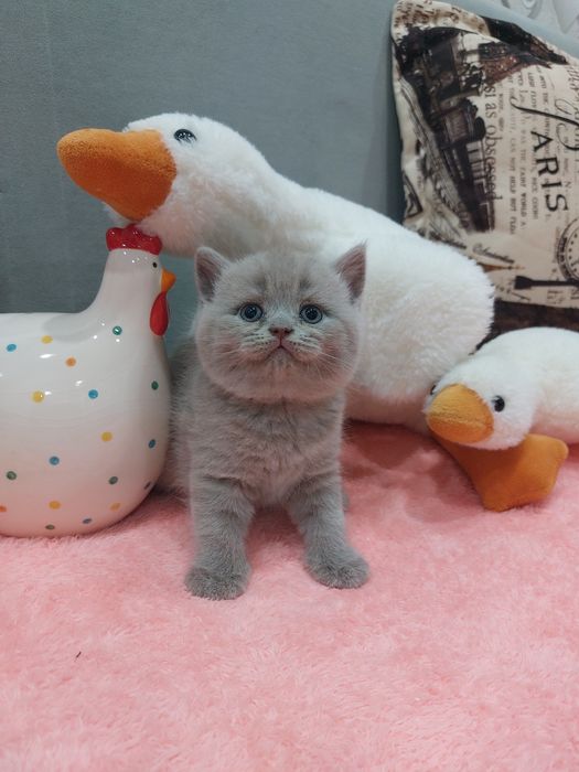 Открыт резерв на котят.