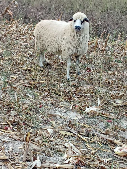 vând 20 de oi bune