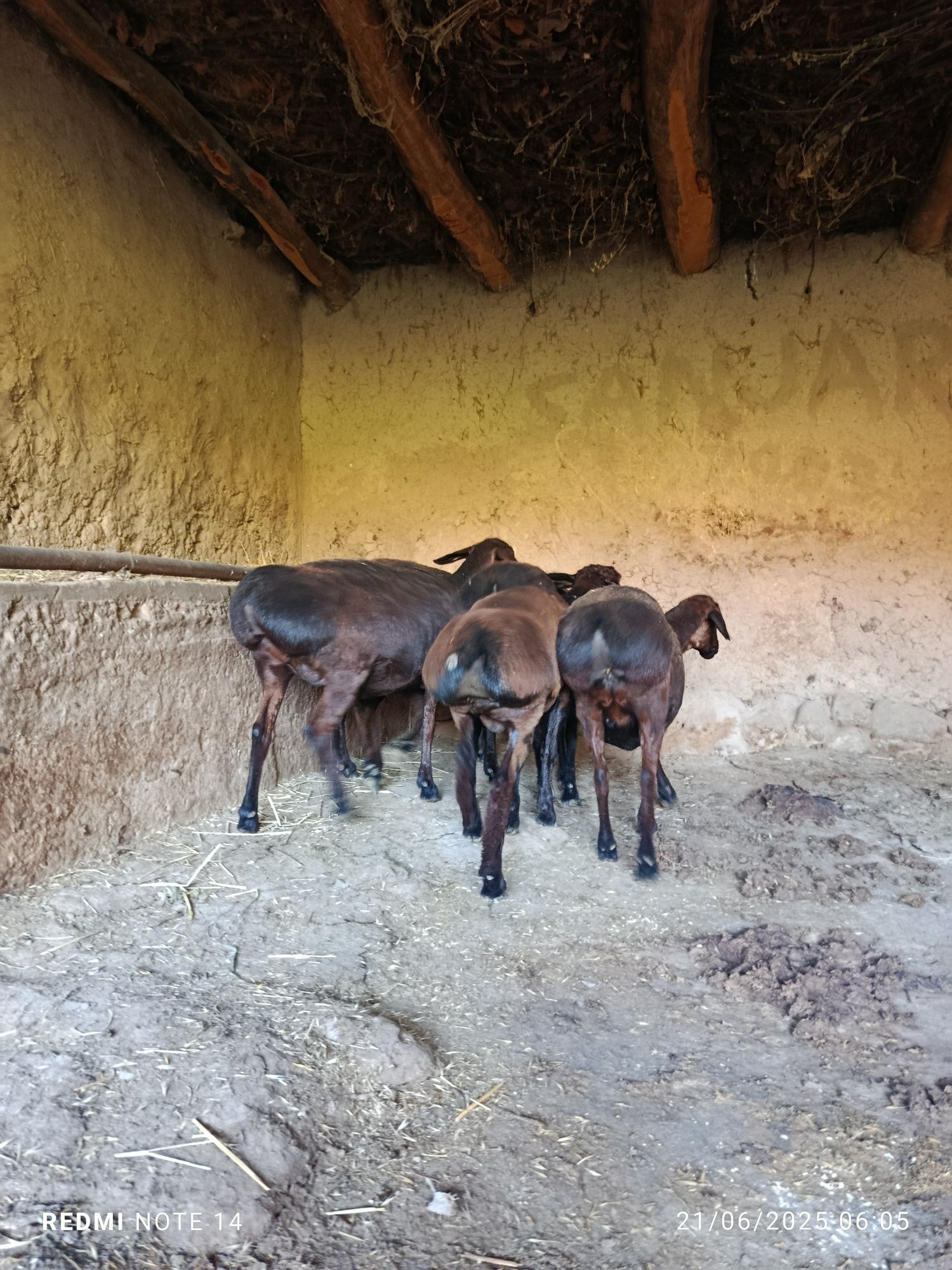 Qo'ylar sotiladi