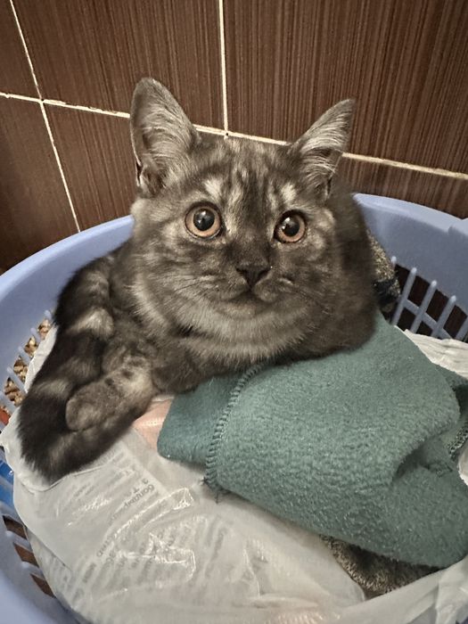Отдам котенка девочка