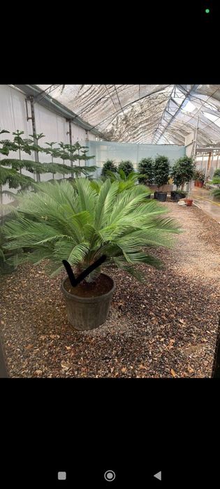 Ofis honadon gularn parvarish hizmat