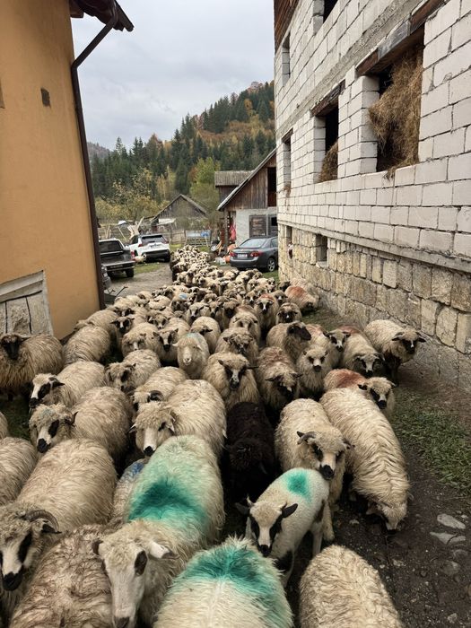 Vand mielute de prasila pe ales