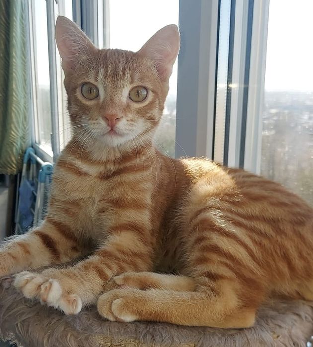 Отдам котенка в добрые руки