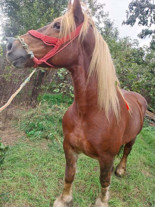 Iapa mare de vanzare