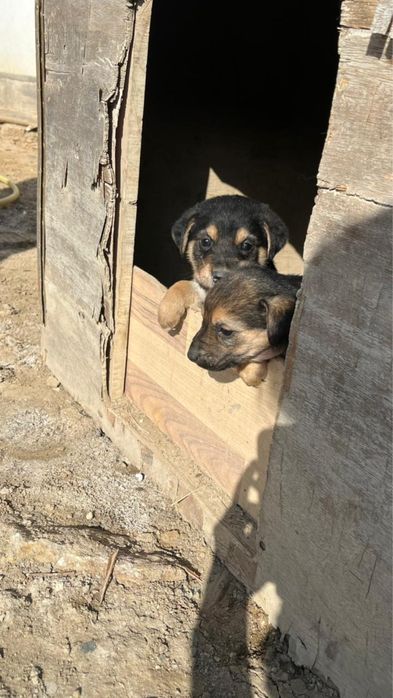 Күшіктер/щенки в добрые ркуи