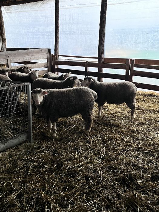 Mieluțe si Berbeci de île de France