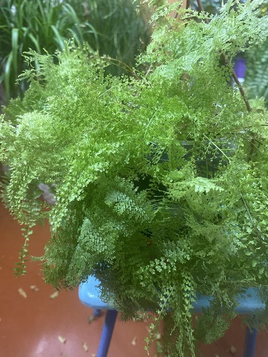 Комнатные папоротники Коттон кенди и Блонди