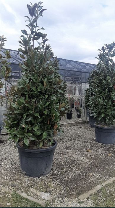 Magnolia grandiflora