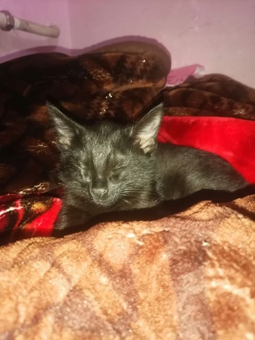 Мушук хадя клинади