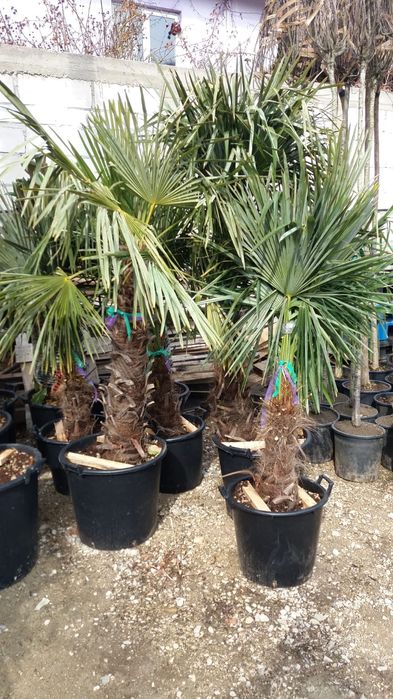 Vindem plante ornamentale de mai multe dimensiuni