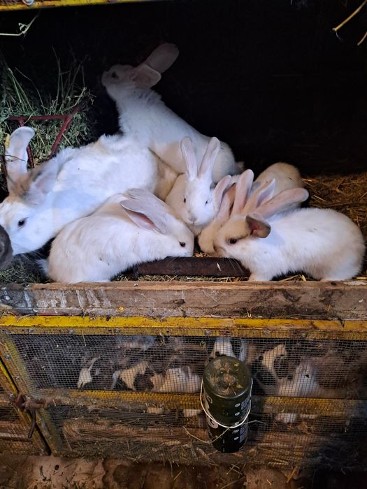 Vand iepuri secui cu fluture