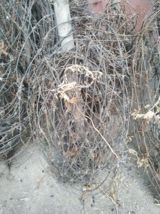 Tikanli simlar 900 metr 550 ming soʻm