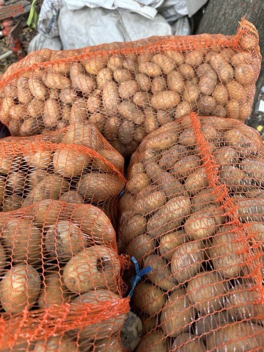 Cartofi pentru animale