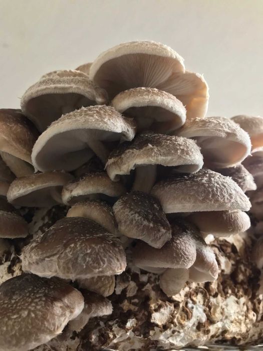 Miceliu Shiitake