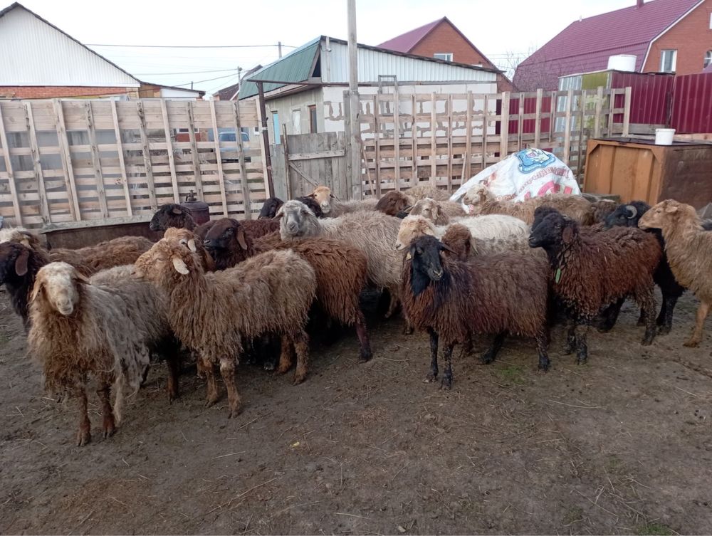 Продам баранов овец