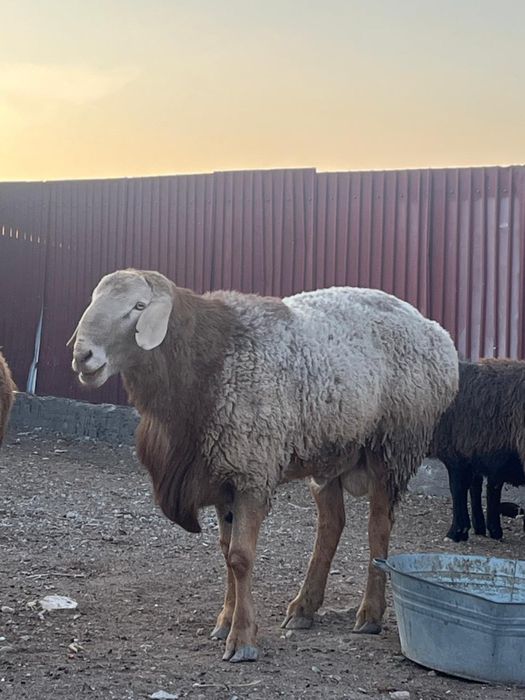 Қошқар сатылады арша