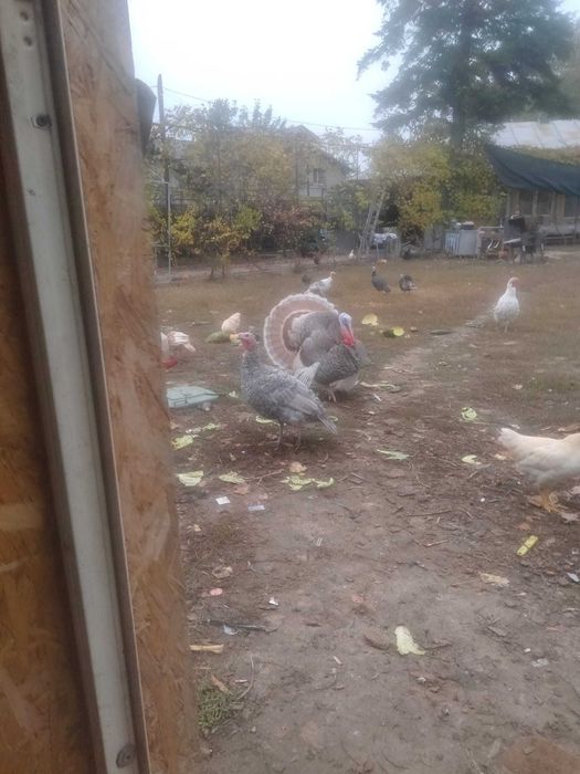 Vind curcan albastru,Vind curca albastra Și încă 5 curci toate 2024