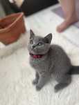 Pisicuță British Shorthair – 3 luni, gri-albăstrui, extrem de blândă