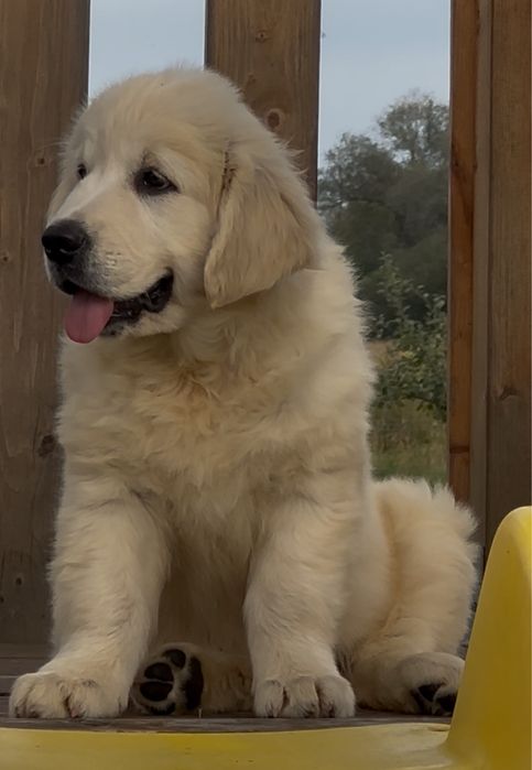 Femela golden retriever cu pedigree