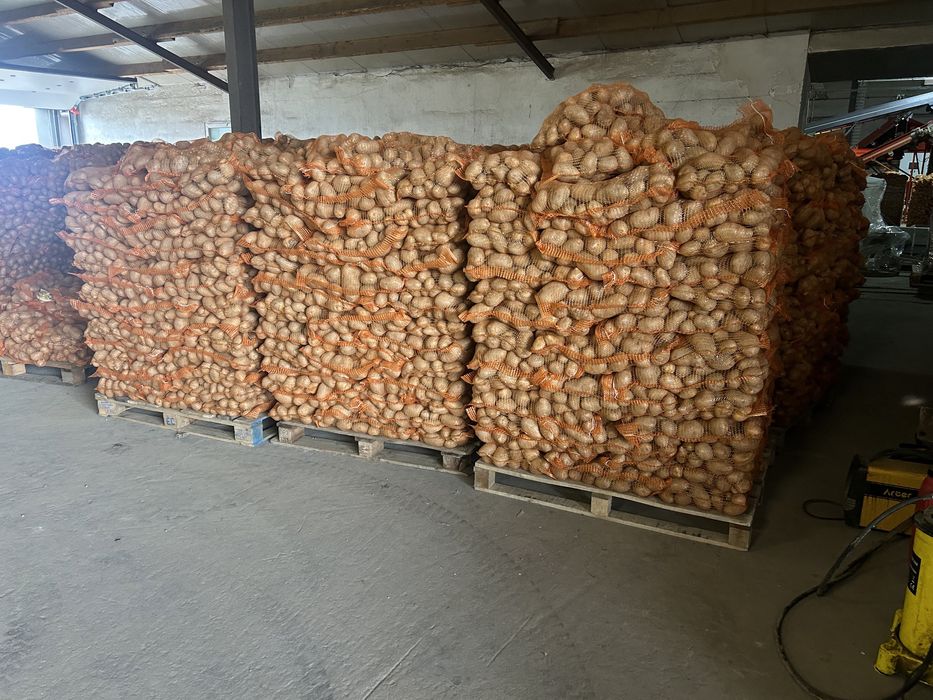 Cartofi consum si samanta