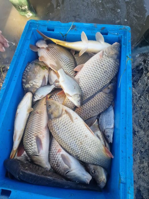 Зарибителен материал